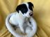 Reinrassige Border-Collie-Welpen
