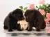 Labrador Welpen mit Papieren, Labrador W