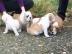 Englische Bulldogge Welpen mit Stammbaum