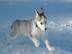 Sibirian Husky Weplen