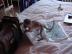 Baby wei�er Gesichtsaffe