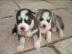 Siberian Husky Welpen