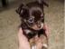 Chihuahua Welpen in Schoko M�dchen und J
