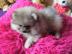 Typvolle Weihnachten Pomeranian � Welpen
