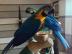 Gesundes Paar blaue und Goldmacaw Papage