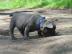 Franz?sische Bulldoggen Welpen