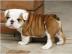 Englisch Bulldogge Welpen