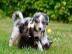 Australian Shepherd pupps. 
