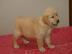Golden Retriever Welpen Zu Verschenken