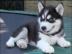 S��e reinrassige Siberian Husky Welpen w