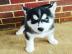 Ausgezeichnete Siberian Husky-Welpen