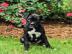 Boxer Welpen