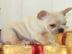 Franz�sische-Bulldoggen- Mix welpen such