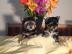 Yorkshire terrier welpen ab sofort