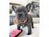 Reinrassige Franz?sische Bulldogge welpe