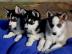 Husky welpen  sofort abzu geben. 