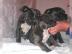 Amstaff Blueliner Welpen Abgabe bereit. 