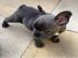 franzsische bulldogge welpen zum verkau