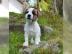 Parson Jack Russell Terrier Welpen mit P