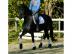 Sch�ner Friesenwallach
