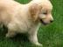 Labrador Retriever Welpen