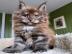 Zuckers��es Maine-Coon-K�tzchen sucht ei