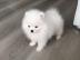 Zwergspitz-Pomeranian -Welpen