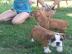Englisch Bulldog Welpen 100% Rassehunde