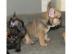 Reinrassige Franz�sische Bulldogge Welpe
