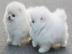 Mini Pomeranian-WHATSAPP: +4368110847525
