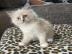 Reinrassige Ragdoll-K�tzchen
