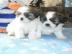 Liebevolle  Shih Tzu Welpen mit Papieren