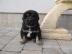 Tibet mastiff, Do-Khyi