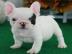 %Franz?sische Bulldogge zu verkaufen