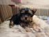 YORKSHIRE TERRIER WELPEN MIT PAPIEREN