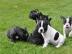 Franz�sische Bulldoggen Welpen suchen ih