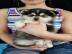 Pomsky Welpen verf�gbar