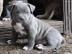 American Pit Bull Terrier Welpen zu  ve