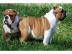 Englische Bulldogge welpen  mit Ahnentaf