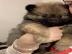 Pomeranian baby