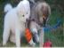 Akita Inu welpen