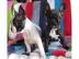 Franz�sische Bulldogge Welpen