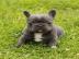 Franz?sische Bulldog Welpen