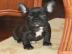 Franz�sische Bulldogge