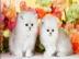 persische K�tzchen