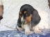 Bassett Hounds jetzt bereit f?r ein neue