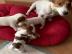Jack Russell Terrier welpen zu verkaufen