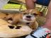 Qualit?t Englische Bulldogge Welpen mit