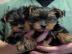 Yorkshire Terrier Welpen erh?ltlich