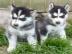 Reinrassige Siberian Husky Welpen